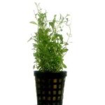 GLOSSOSTIGMA ELATINOIDES