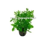 HYGROPHILA DIFFORMIS