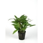 HYGROPHILA GUANENSIS