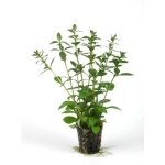 HYGROPHILA POLYSPERMA