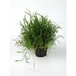 LILAEOPSIS NOVEA-ZEALANDIAE