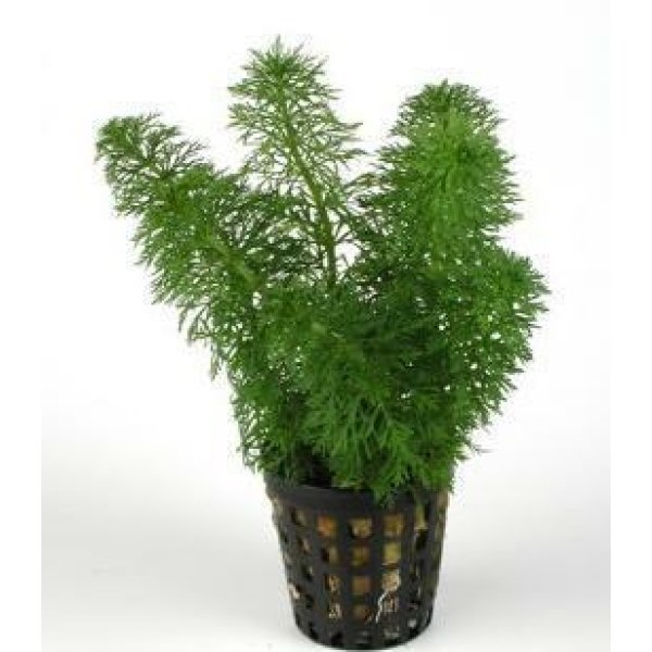 LIMNOPHILA HETEROPHYLLA - Image 1