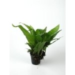 MICROSORIUM PTEROPUS