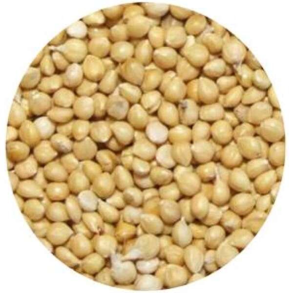 MILHO ALVO BRANCO PREMIUM 1 KG - Image 1