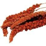 ESPIGAS DE MILHO PAINÇO VERMELHO 1 KG