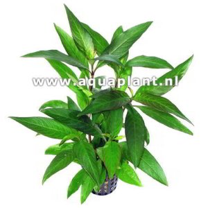 HYGROPHILA SIAMENSIS