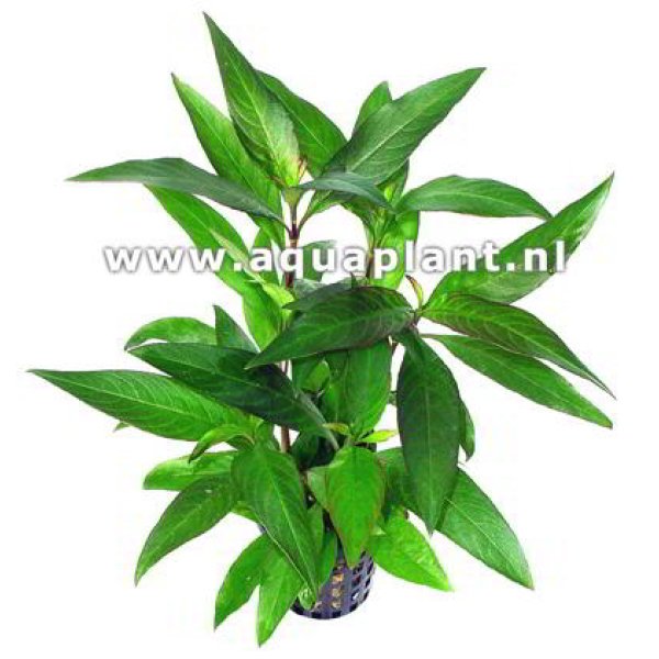 HYGROPHILA SIAMENSIS - Image 1