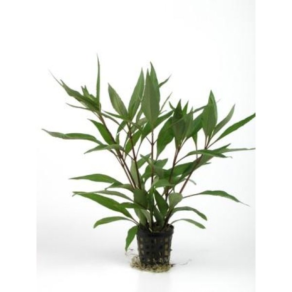 HYGROPHILA STRICTA - Image 1