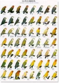 poster-agapornis-1 POSTER AGAPORNIS 1 - Image 1