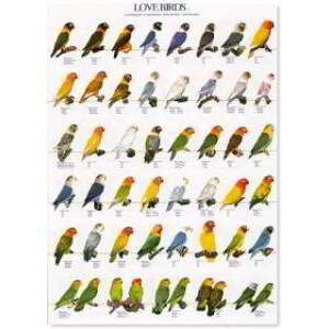 POSTER AGAPORNIS 2