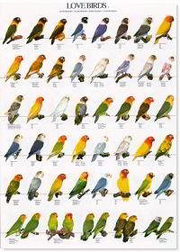 poster-agapornis-2 POSTER AGAPORNIS 2 - Image 1