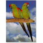 POSTER ARARA CABEÇA VERMELHA