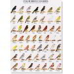 POSTER CANARIOS COR 2