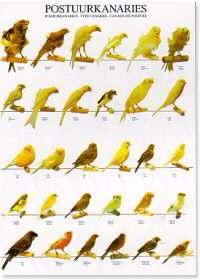 poster-canarios-porte POSTER CANARIOS PORTE - Image 1