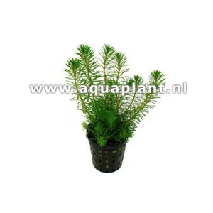 ROTALA WALICHII