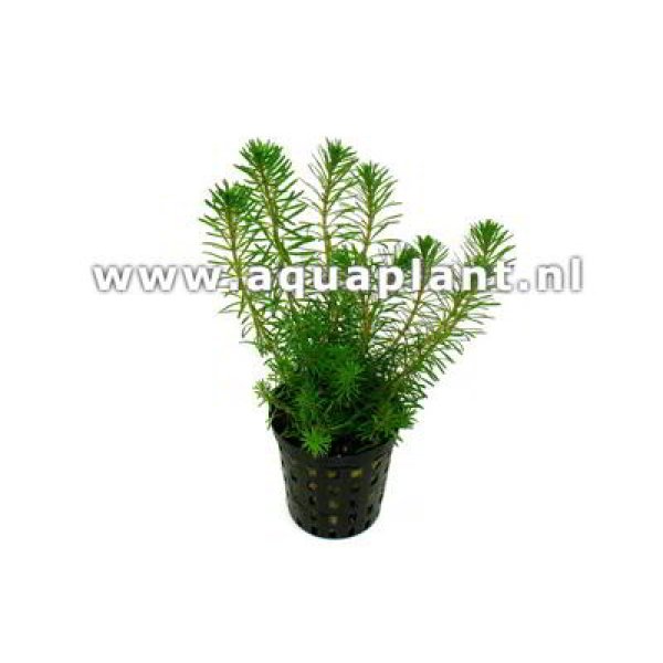 ROTALA WALICHII - Image 1