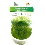 IN VITRO SPICKY MOSS