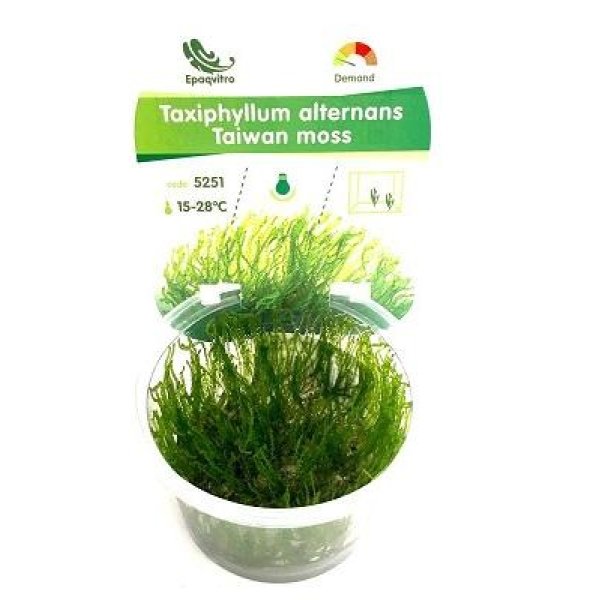 IN VITRO TAIWAN MOSS - Image 1
