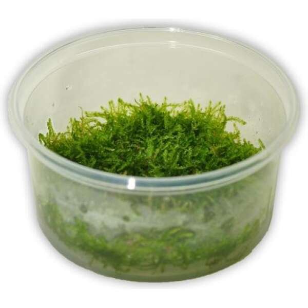 TAXIPHYLLUM BARBIERI TERRINA 100 ML - Image 1