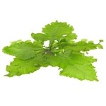 CERATOPTERIS PTERIDOIDES