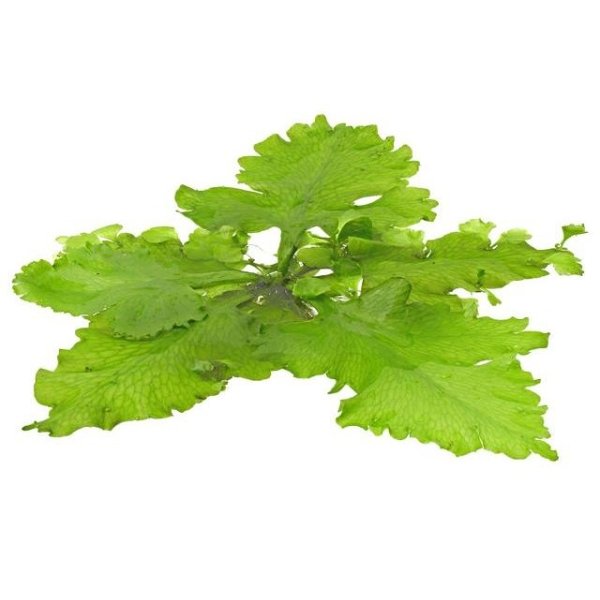 CERATOPTERIS PTERIDOIDES - Image 1